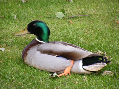  ducks