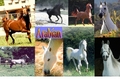 Arabian Background - horses photo