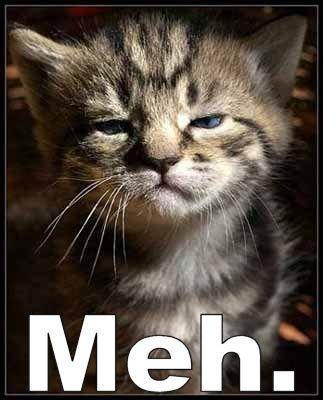 LOLcats-animal-humor-1664732-323-400.jpg