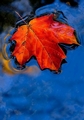 Maple with Sky Reflection - photography photo