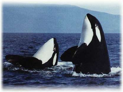  orcas प्यार award :)