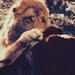 Chonicles of Narnia - movies icon