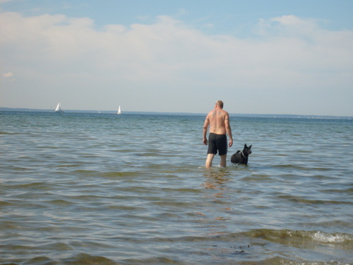  Dog bờ biển, bãi biển in Sweden