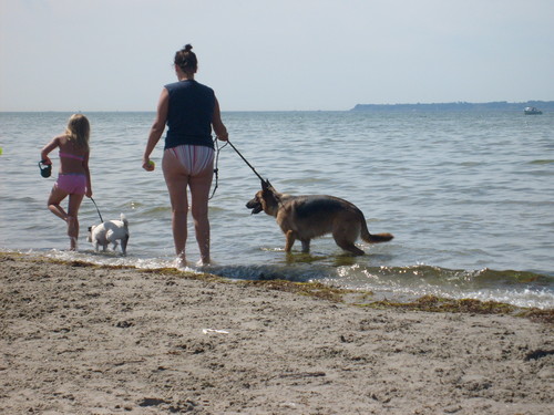  Dog strand in Sweden
