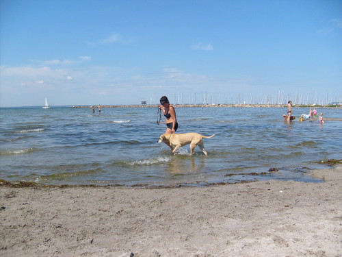Dog Beach in Sweden