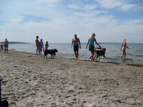  Dog spiaggia in Sweden