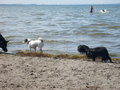 dogs - Dog Beach in Sweden wallpaper