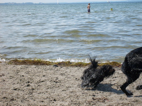  Dog de praia, praia in Sweden