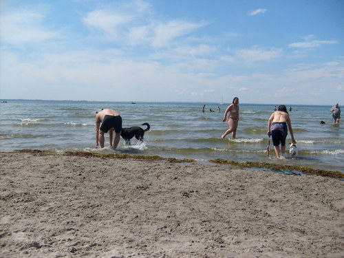  Dog de praia, praia in Sweden