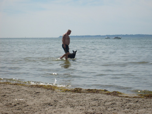  Dog bờ biển, bãi biển in Sweden