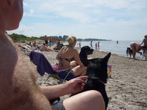  Dog plage in Sweden