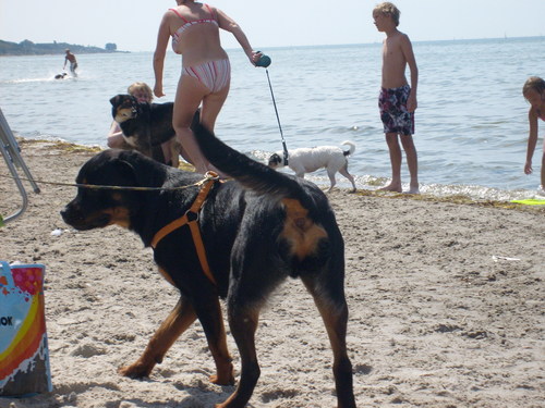  Dog strand in Sweden