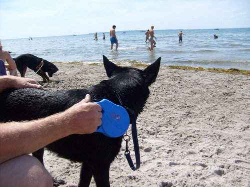  Dog playa in Sweden