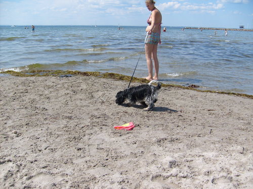  Dog pantai in Sweden
