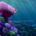 Finding Nemo - movies icon