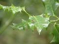 leafy - photography photo