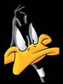 Daffy! - looney-tunes photo