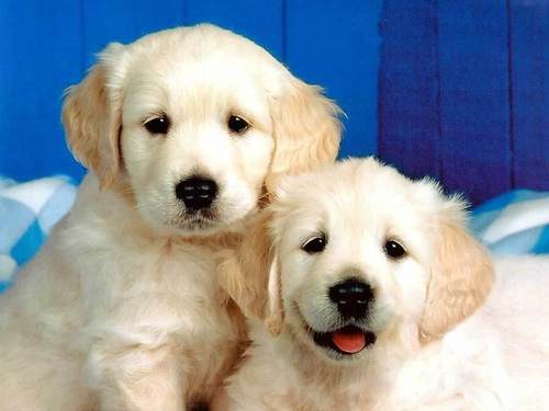  Puppies! <3