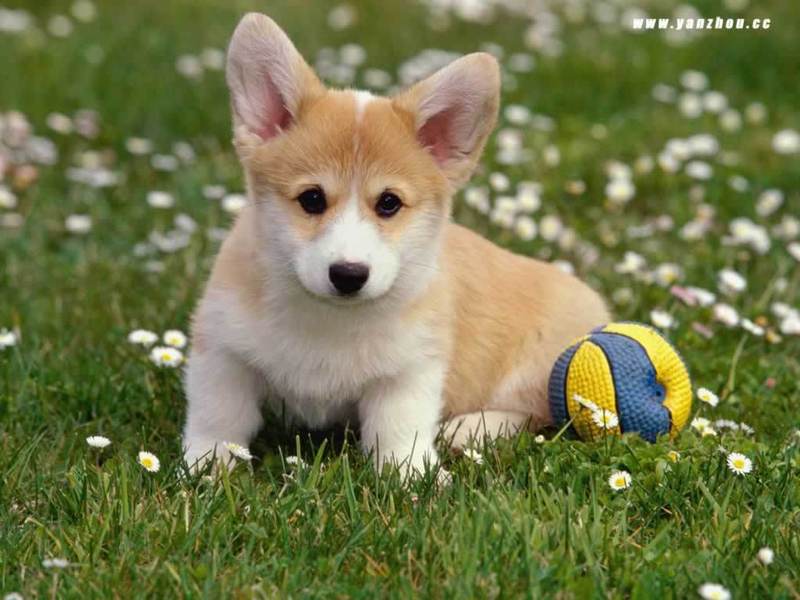 puppies and dogs wallpapers. Puppy! lt;3 - Dogs Wallpaper