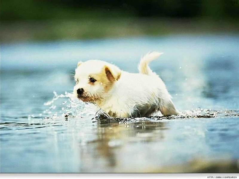 puppies and dogs wallpapers. Puppy! lt;3 - Dogs Wallpaper