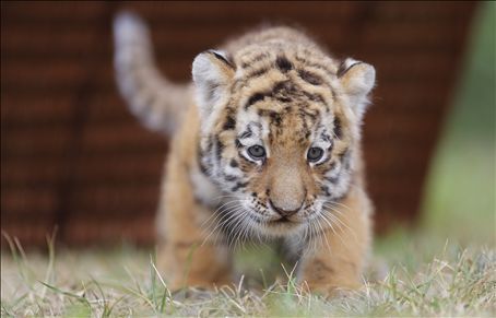 tiger cub, cub ya tiger