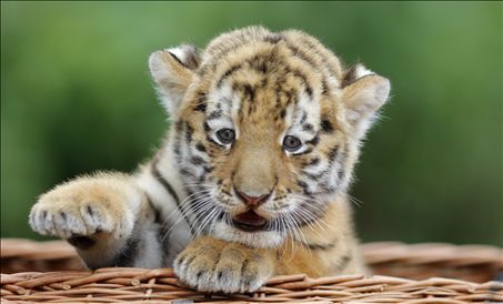 tigerjunges, tiger cub