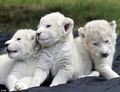 White lion cubs - lions photo