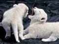 White lion cubs - lions photo