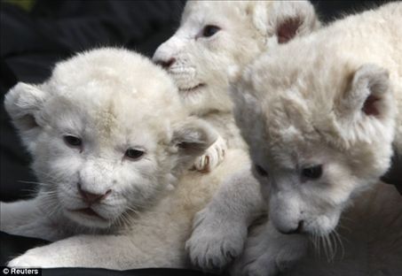 lion cubs pics. White lion cubs