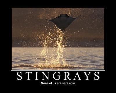  -Stingrays-