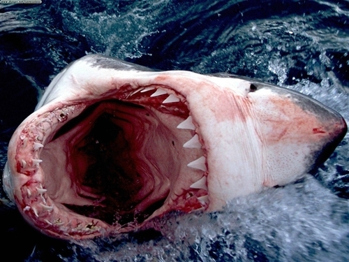  Great White акула
