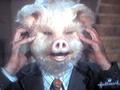 Darrin Stephens or Pig? - bewitched photo