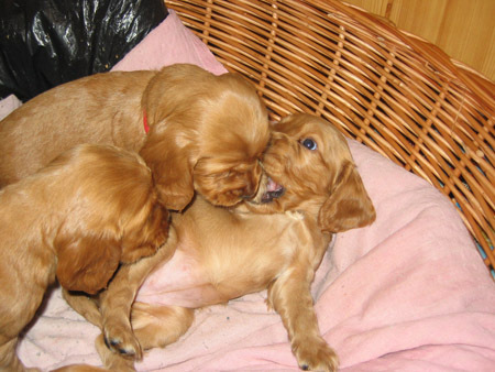 Sweet puppies - cocker spaniels