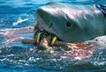 Totally Fake Shark Attack - jaws photo