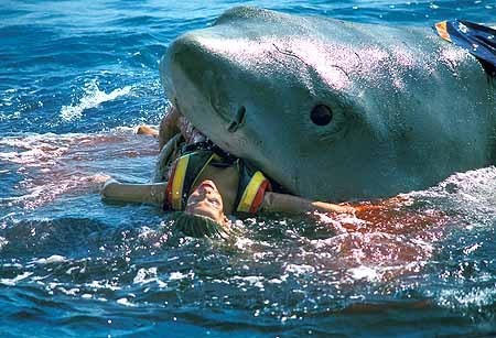  Totally Fake tubarão Attack