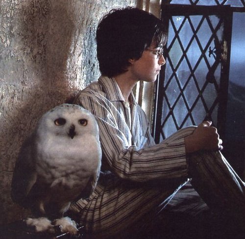hedwig and harry