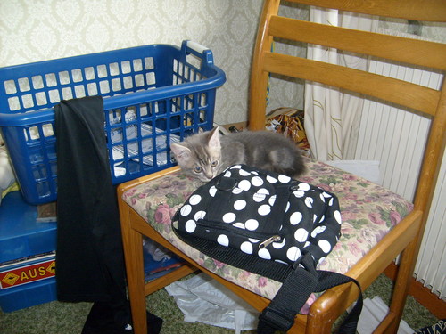 Grey Tabby Kitten