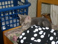 cats - Grey Tabby Kitten wallpaper