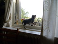 Grey Tabby Kitten - cats wallpaper