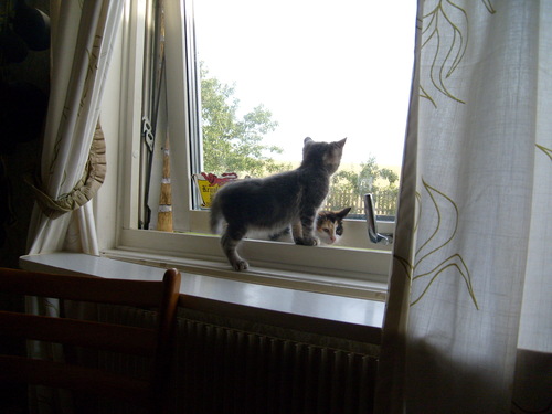  Grey Tabby Kitten