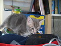 cats - Grey Tabby Kitten wallpaper