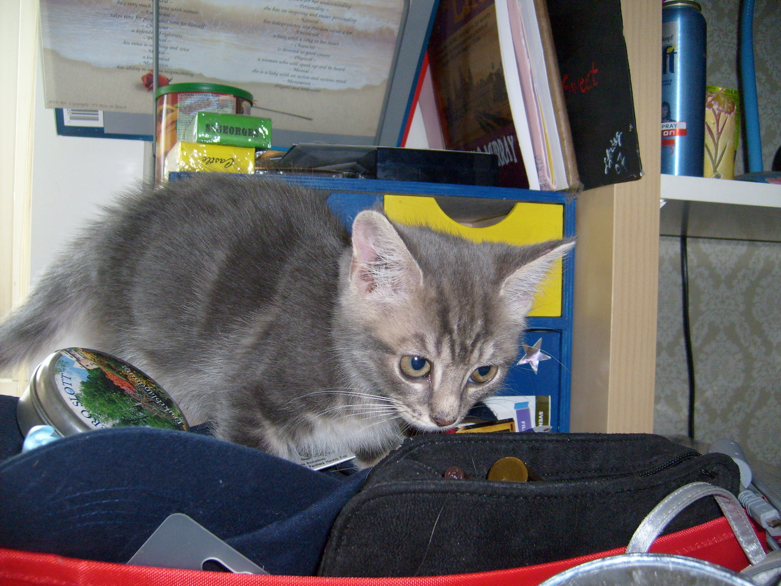 newborn grey tabby kitten