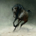 Horse - horses photo