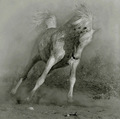Horse - horses photo