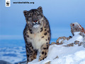 Leopard  - the-animal-kingdom photo