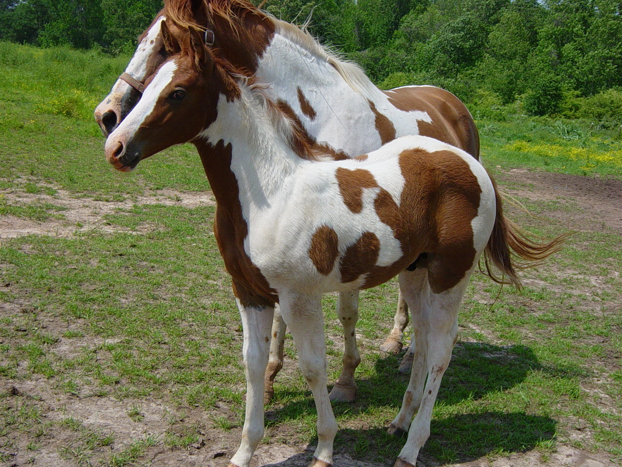 Vrste Konja