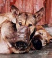 Please help us! - against-animal-cruelty photo