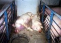 Please help us! - against-animal-cruelty photo