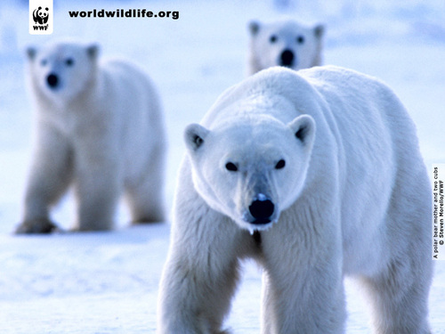  Polar chịu, gấu family w'paper