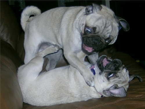 Images Of Pugs